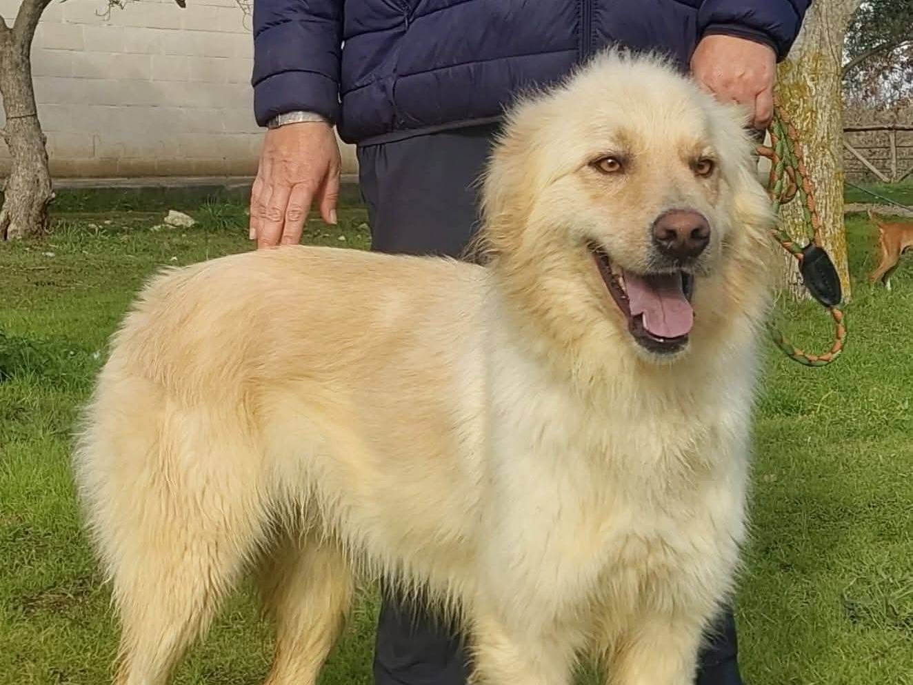 Adotta un cane, maschio, 3 anni e 9 mesi, Genova