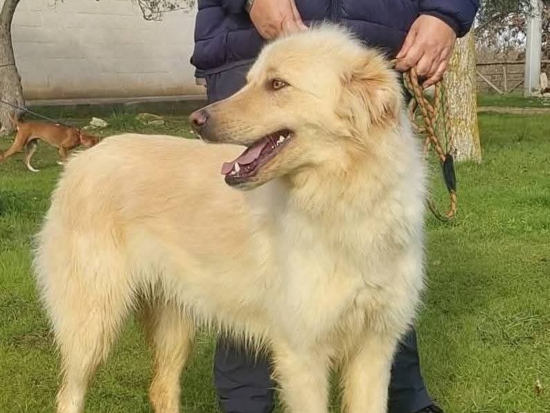 Adotta un cane, taglia media, maschio, Genova