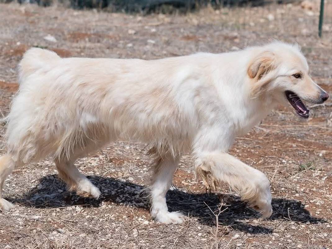 Vuoi adottare un cane a Genova?