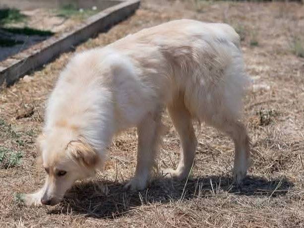Adotta il cane Riko a Genova