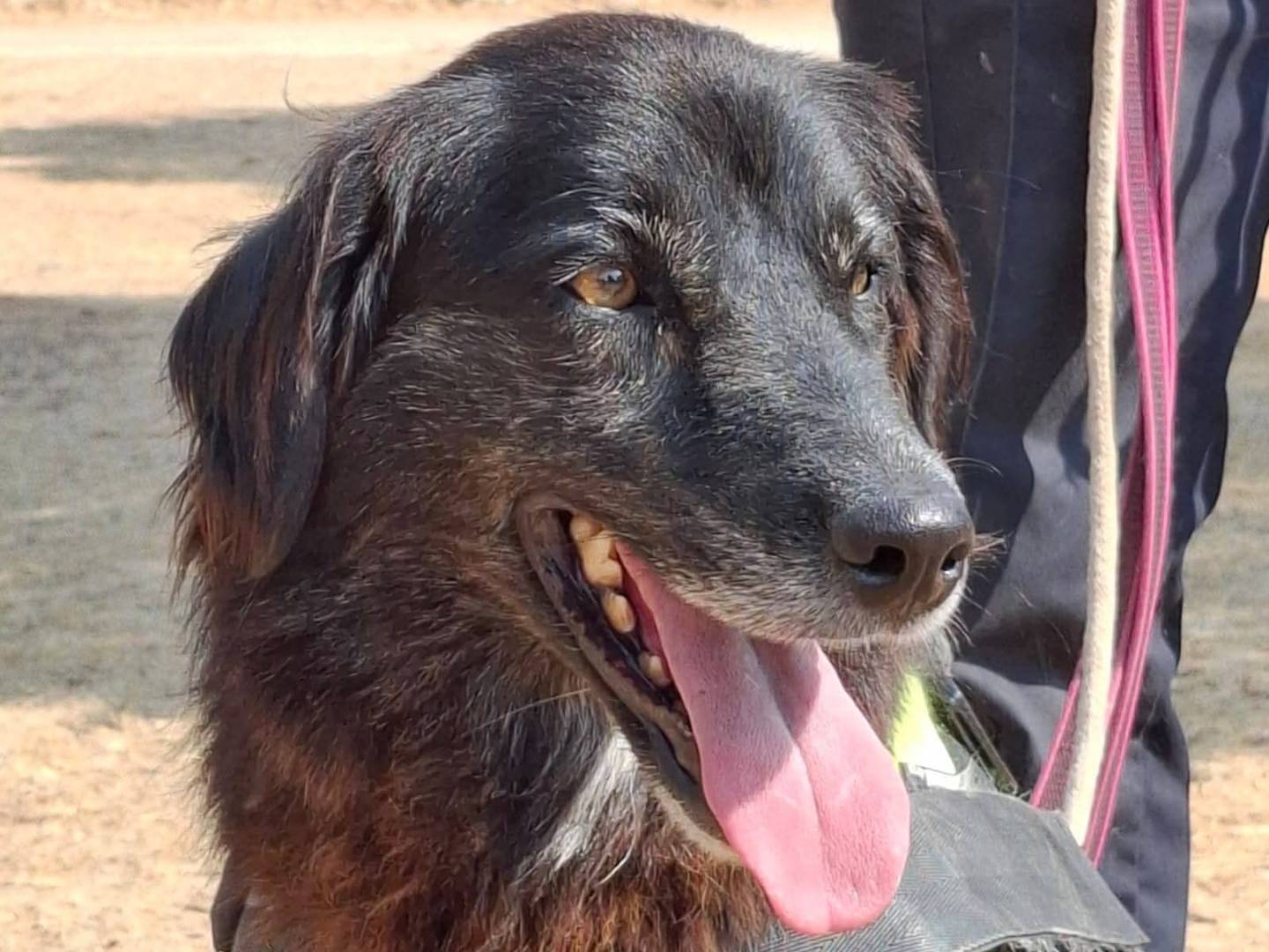 Vuoi adottare un cane a Savona?