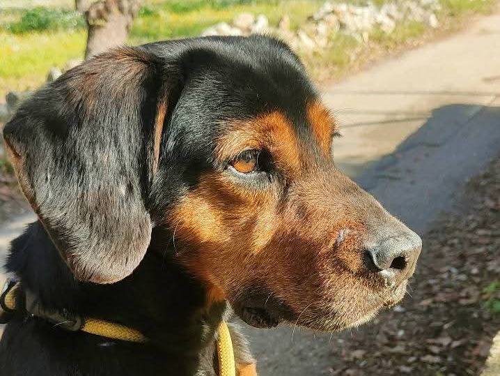 Vuoi adottare un cane a Belluno?