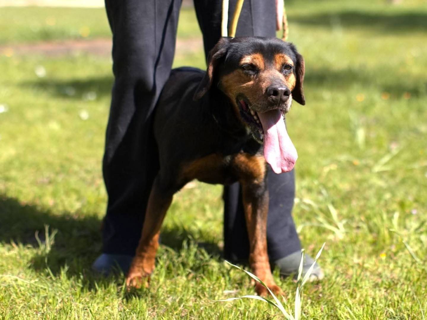 Adotta il cane Gennaro  a Belluno