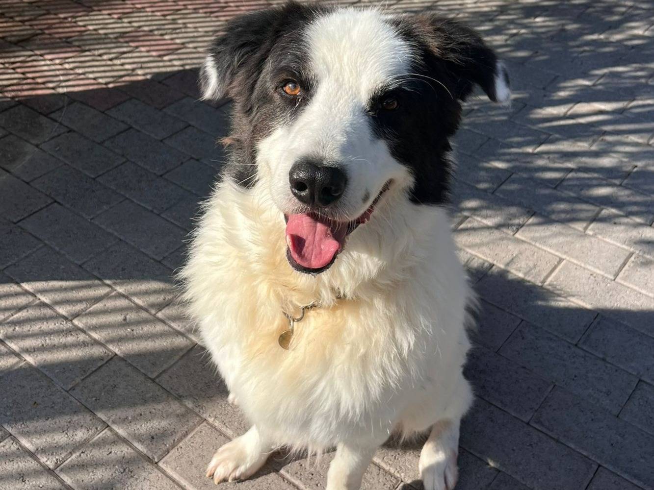 Adozione cane, maschio, Razza sconosciuta Razza sconosciuta, 4 anni e 7 mesi, taglia media, Milano