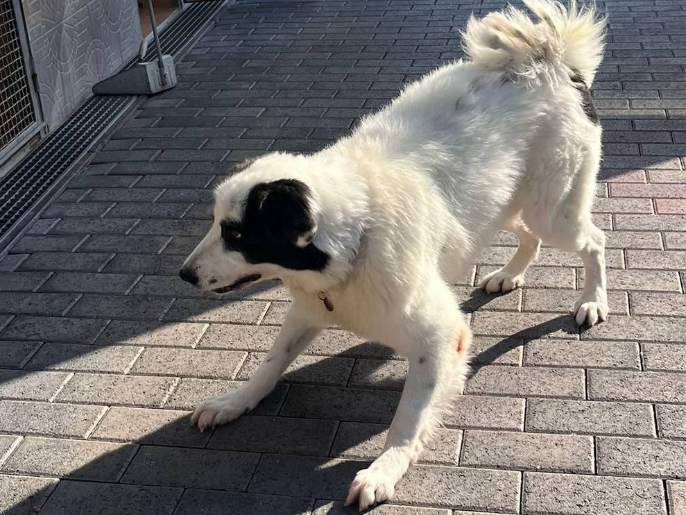 Adotta un cane, maschio, 4 anni e 7 mesi, Milano