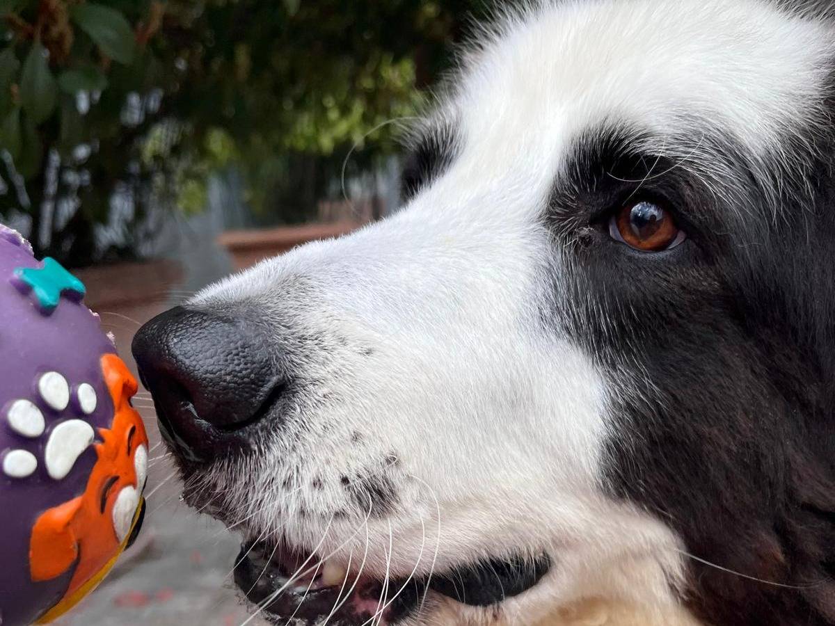 Adotta un cane, taglia media, maschio, Milano