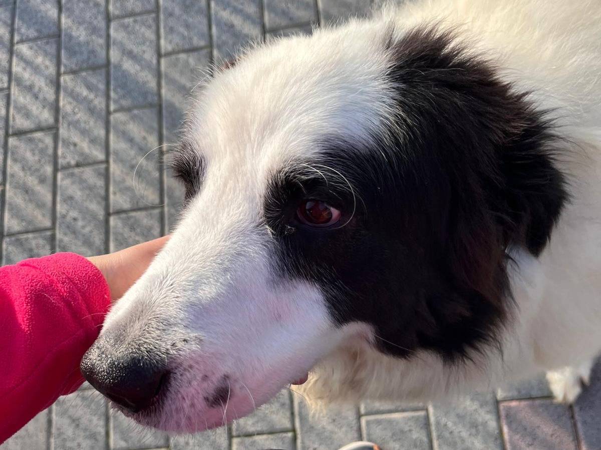 Vuoi adottare un cane a Milano?