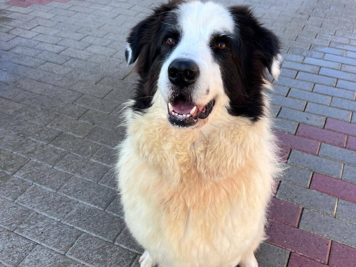 Adotta il cane SIMBA a Milano