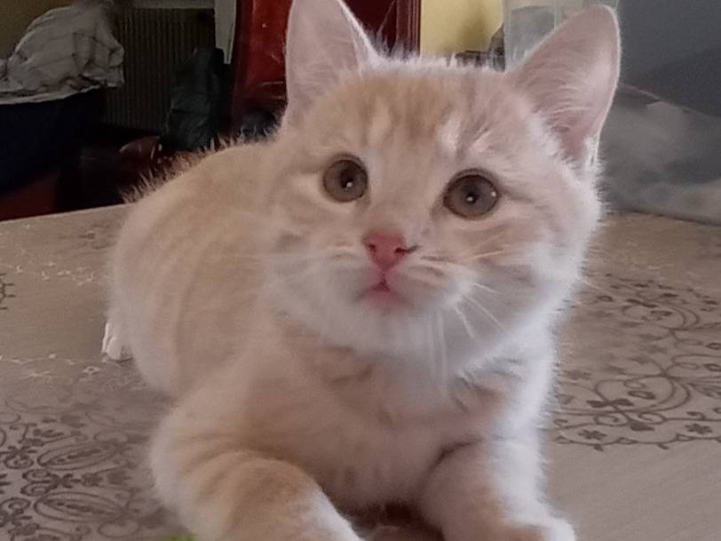 Adozione gatto, maschio, Razza sconosciuta Razza sconosciuta, 3 mesi, taglia non valida, Parma