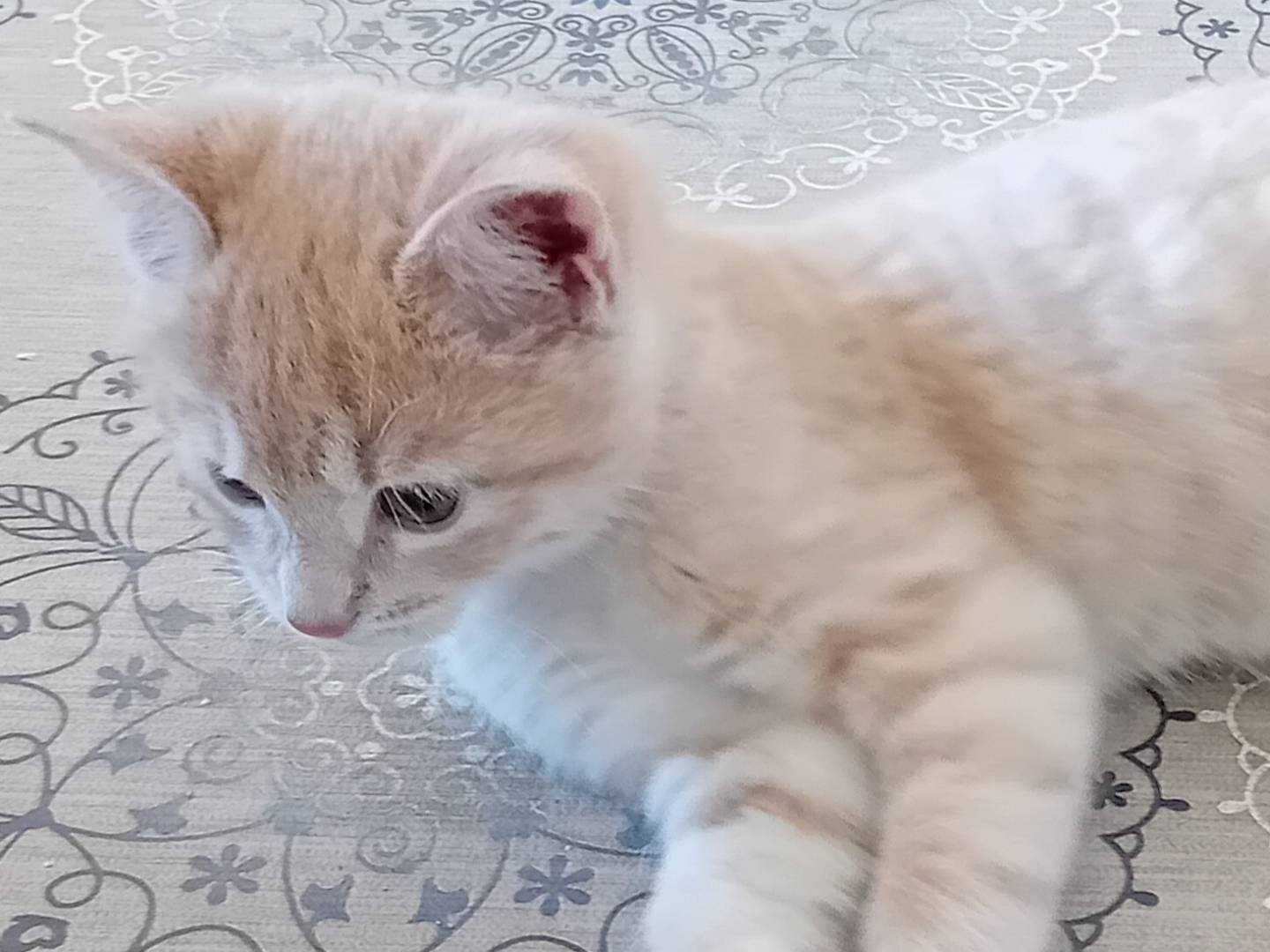 Adotta un gatto, maschio, 3 mesi, Parma