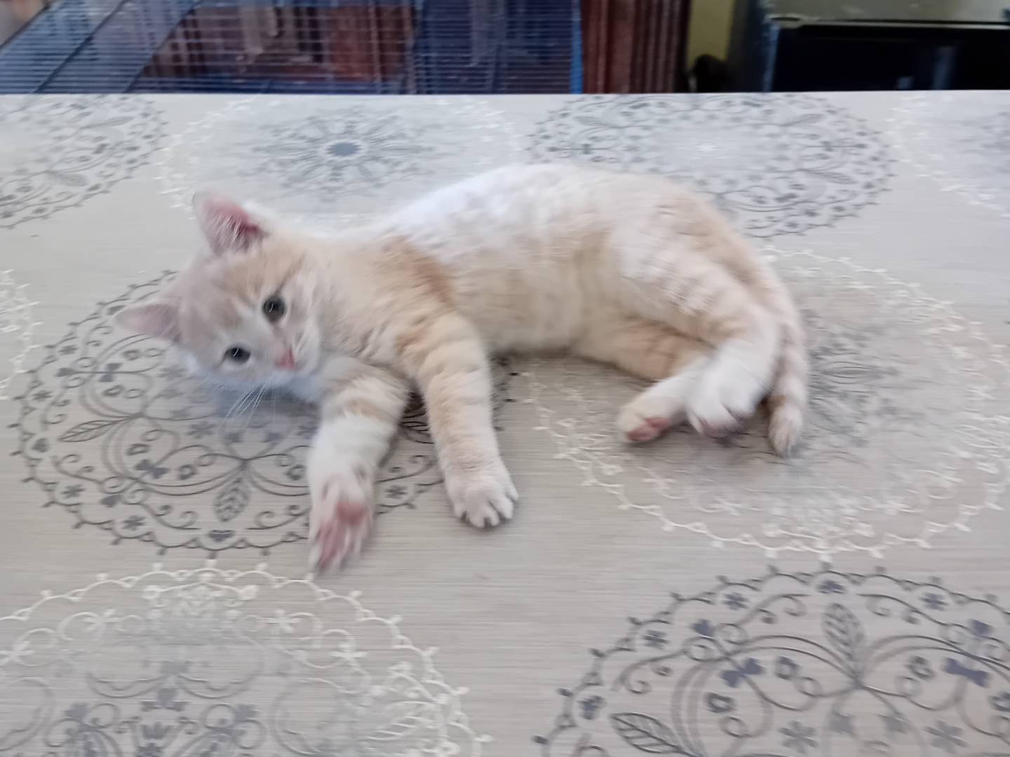 Adotta un gatto, taglia non valida, maschio, Parma