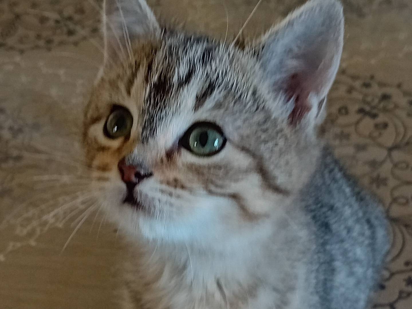 Adozione gatto, femmina, Razza sconosciuta Razza sconosciuta, 3 mesi, taglia non valida, Parma