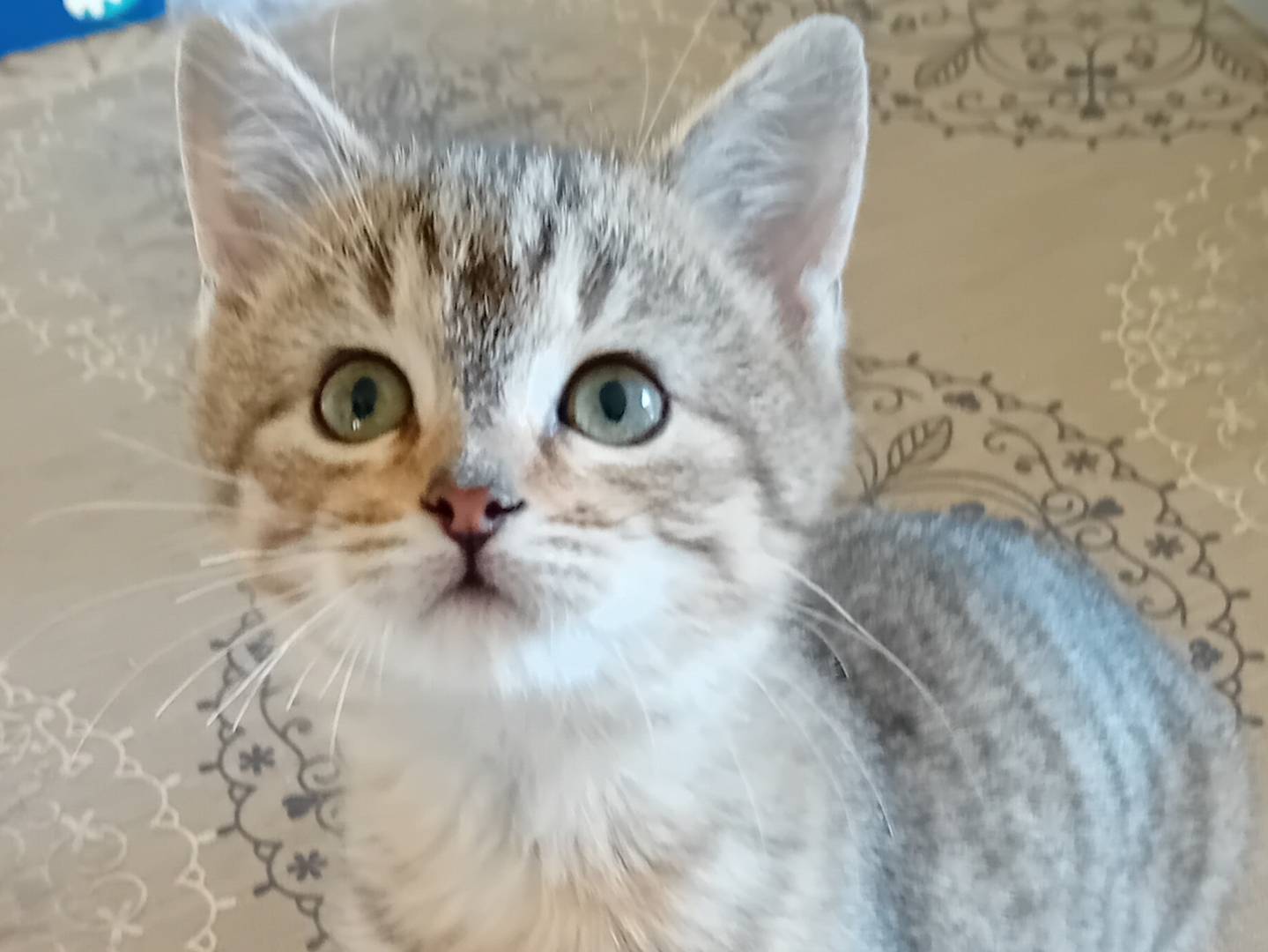 Adotta un gatto, taglia non valida, femmina, Parma