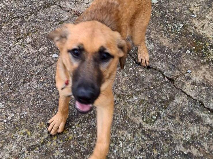 Adozione cane, femmina, Razza sconosciuta Razza sconosciuta, 5 mesi, taglia media, Crotone