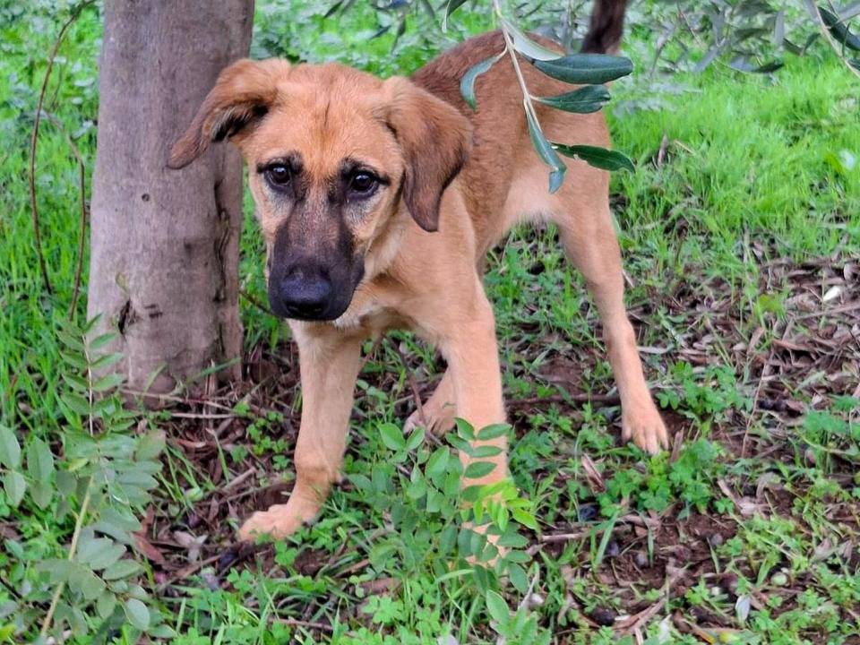 Adotta un cane, taglia media, femmina, Crotone