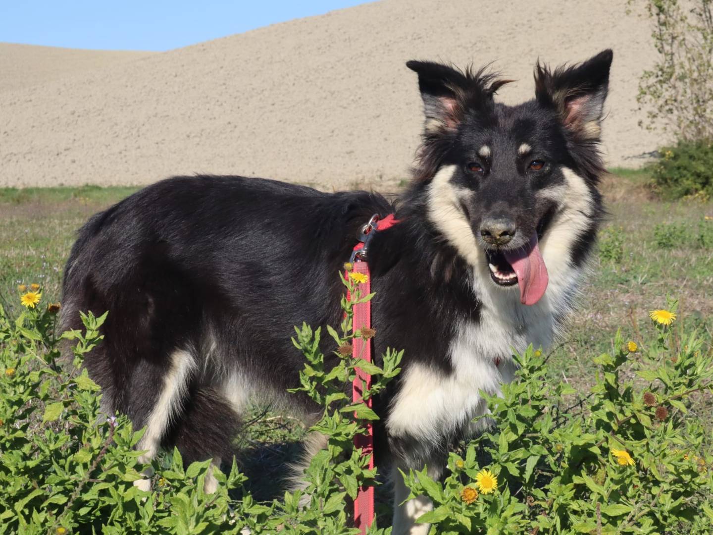 Adozione cane, femmina, Border Collie Razza sconosciuta, 1 anno e 9 mesi, taglia media, Pisa