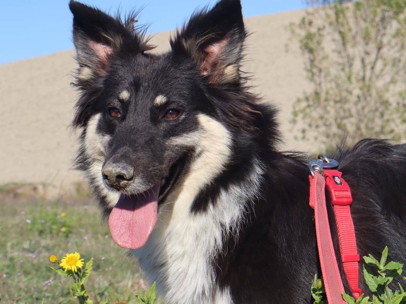Adotta un cane, femmina, 1 anno e 9 mesi, Pisa
