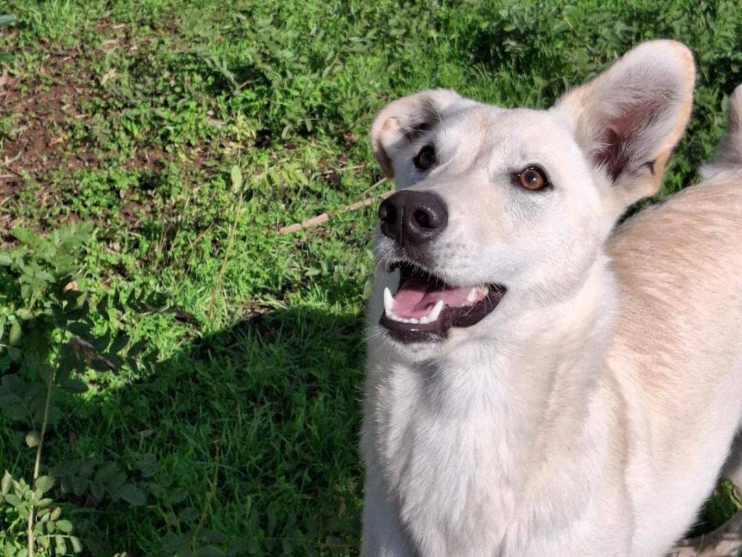 Adozione cane, femmina, Razza sconosciuta Razza sconosciuta, 6 mesi, taglia media, Crotone