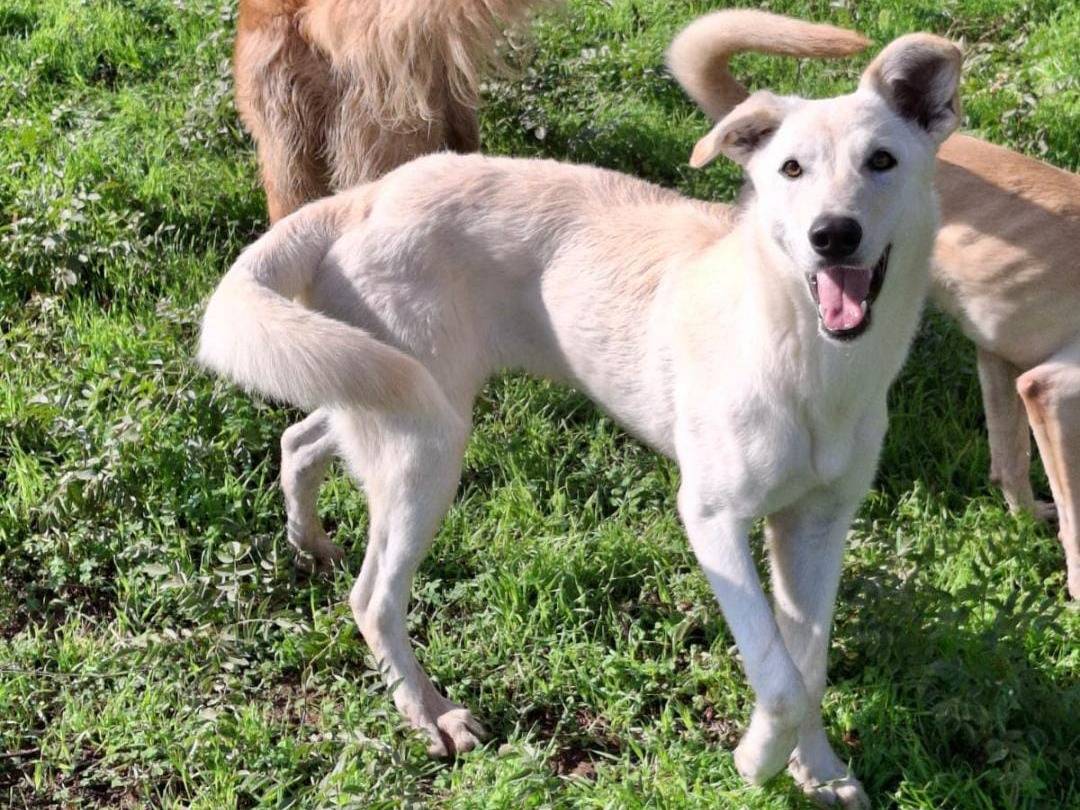 Adotta un cane, femmina, 6 mesi, Crotone