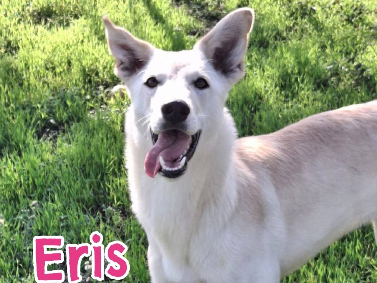 Adotta un cane, taglia media, femmina, Crotone