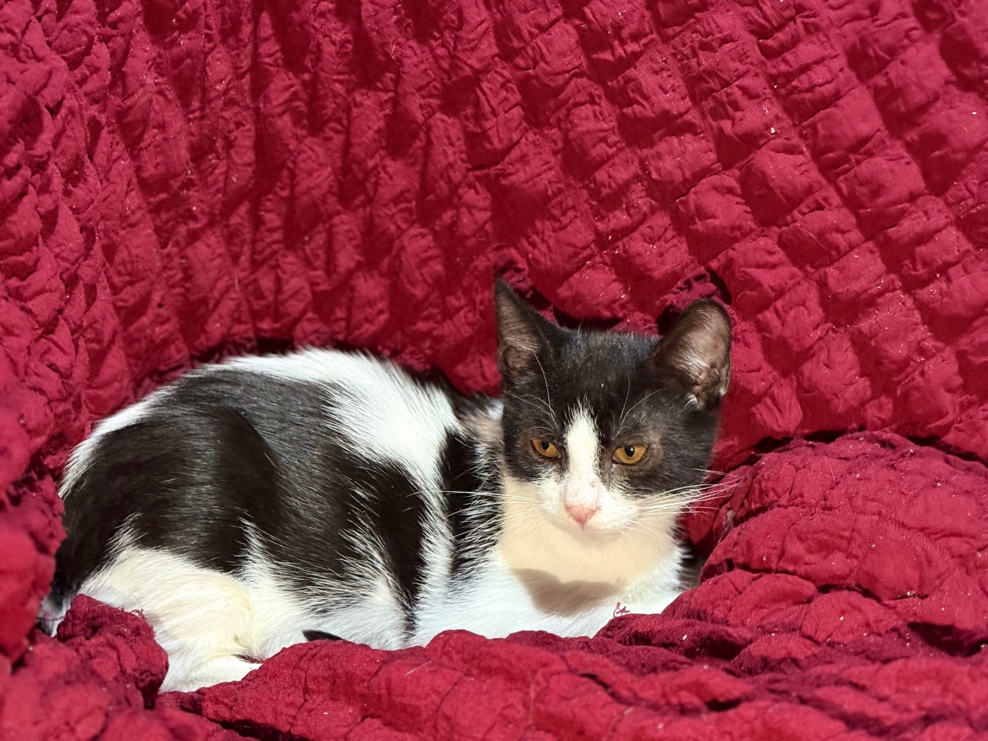 Adotta un gatto, maschio, 2 mesi, Bari