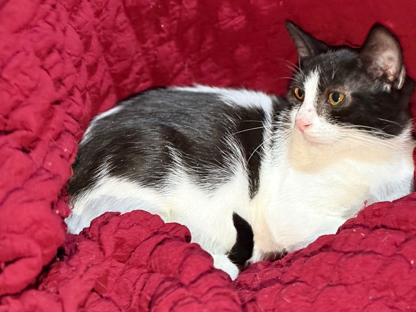 Adotta un gatto, taglia non valida, maschio, Bari