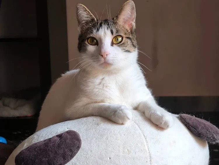 Adozione gatto, femmina, Razza sconosciuta Razza sconosciuta, 1 anno e 4 mesi, taglia non valida, Bari