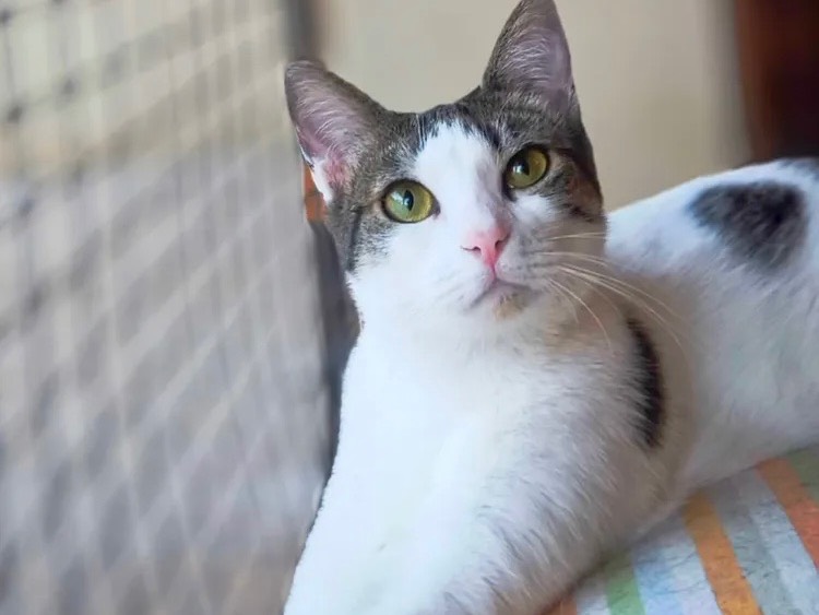 Adotta un gatto, femmina, 1 anno e 4 mesi, Bari