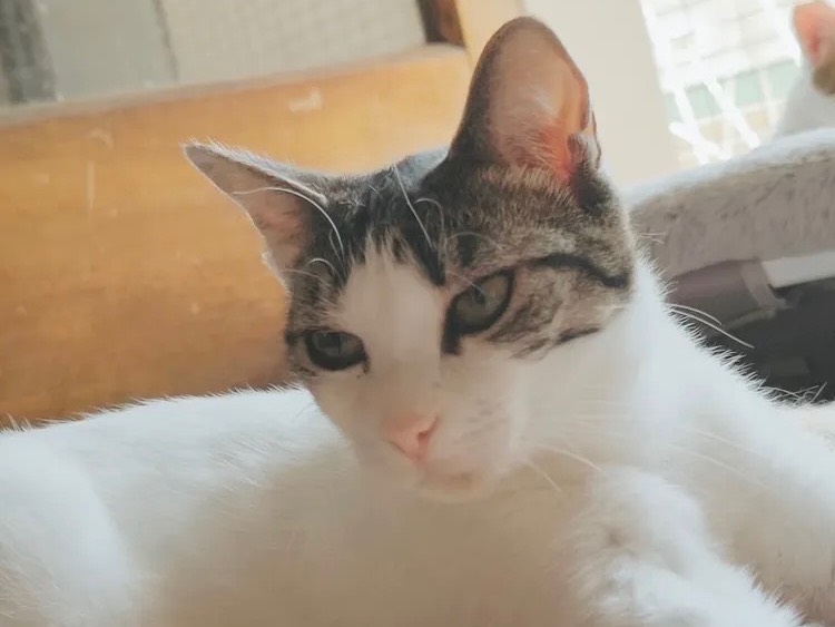 Adotta un gatto, taglia non valida, femmina, Bari