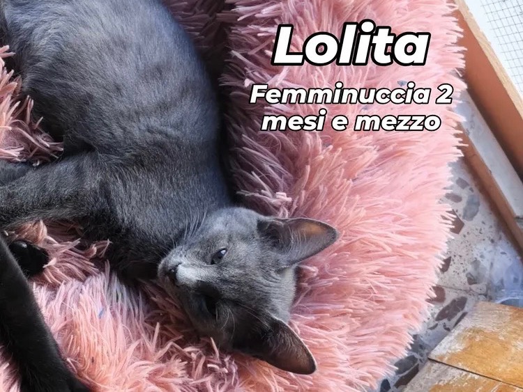 Adozione gatto, femmina, Razza sconosciuta Razza sconosciuta, 3 mesi, taglia non valida, Bari