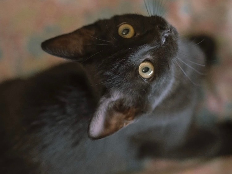 Adozione gatto, femmina, Razza sconosciuta Razza sconosciuta, 5 mesi, taglia non valida, Bari