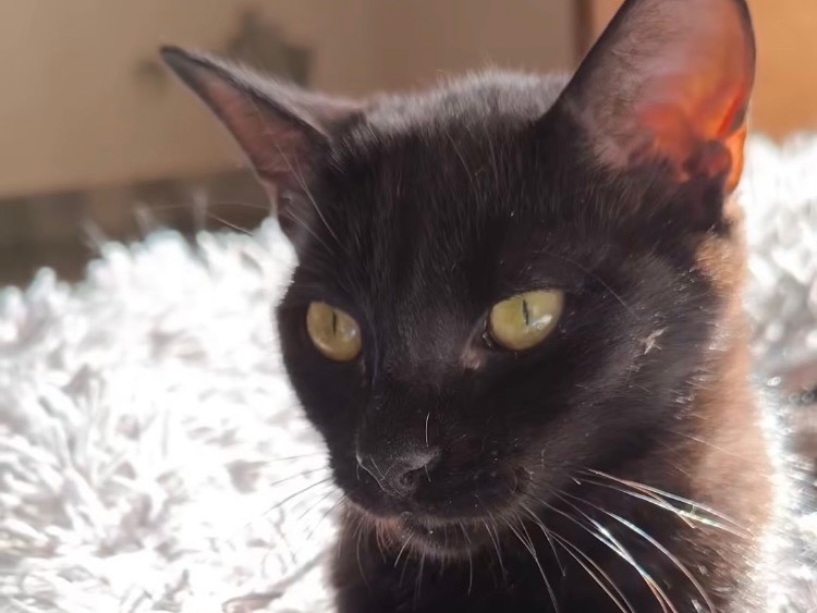 Adotta un gatto, femmina, 5 mesi, Bari