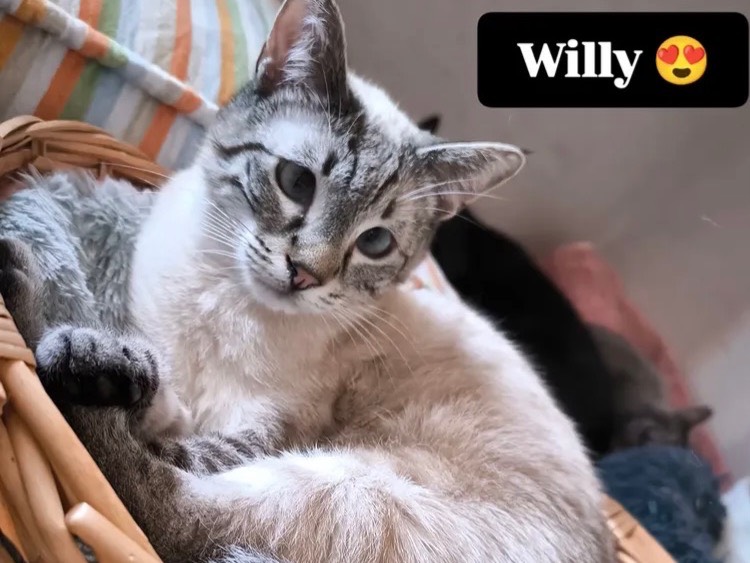 Adozione gatto, maschio, Razza sconosciuta Razza sconosciuta, 1 anno e 4 mesi, taglia non valida, Bari