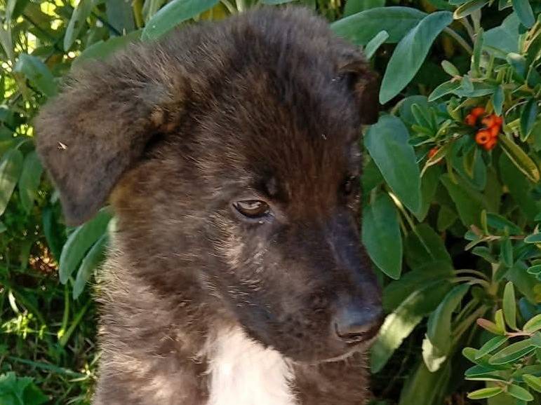 Adozione cane, maschio, Razza sconosciuta Razza sconosciuta, 2 mesi, taglia media, Frosinone
