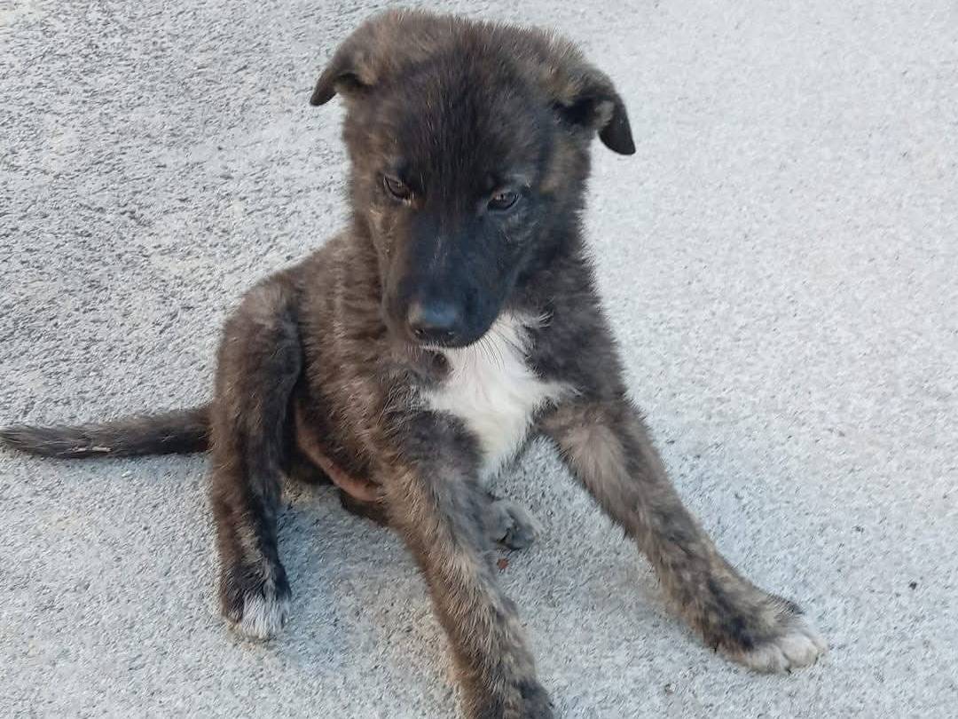 Adotta un cane, maschio, 2 mesi, Frosinone