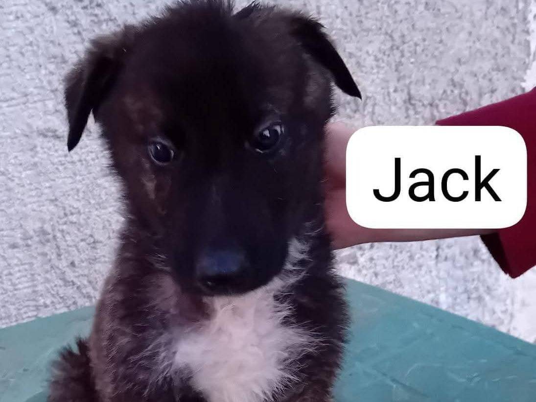 Adotta un cane, taglia media, maschio, Frosinone