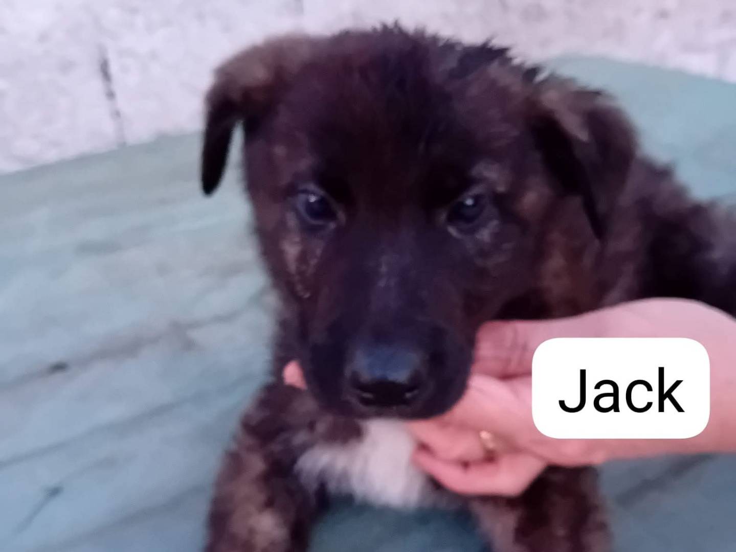 Vuoi adottare un cane a Frosinone?