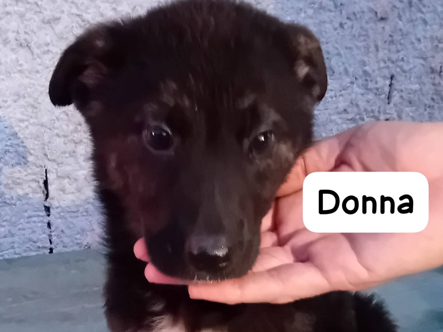 Adozione cane, femmina, Razza sconosciuta Razza sconosciuta, 2 mesi, taglia media, Frosinone