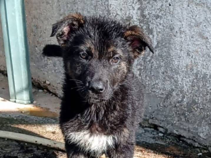 Adotta un cane, femmina, 2 mesi, Frosinone