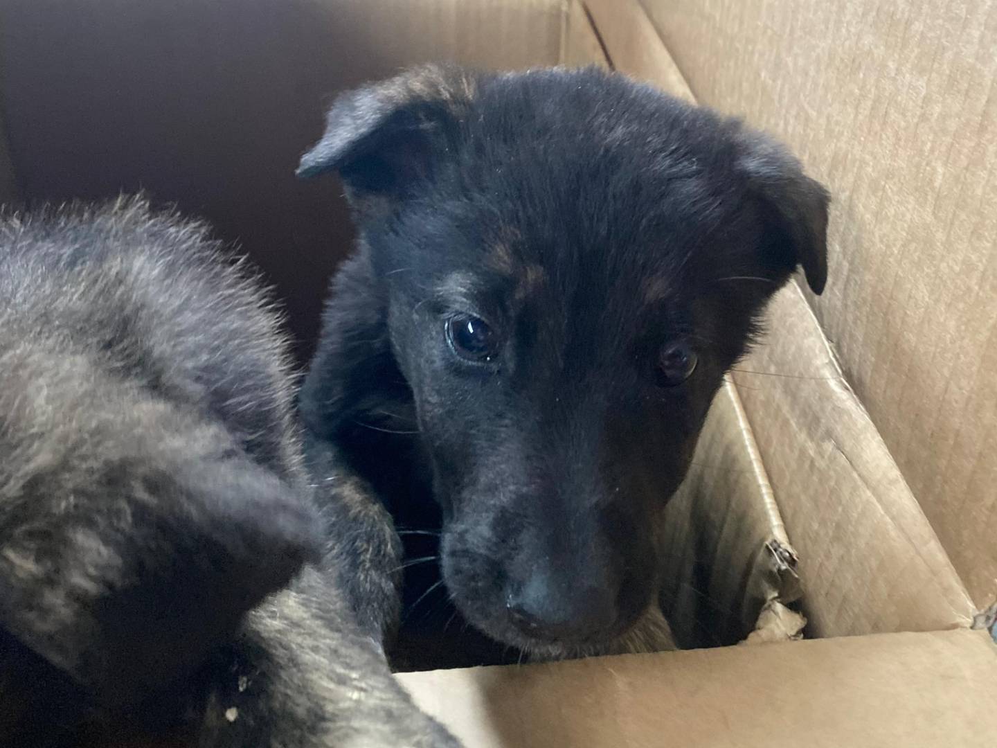 Adotta un cane, taglia media, femmina, Frosinone