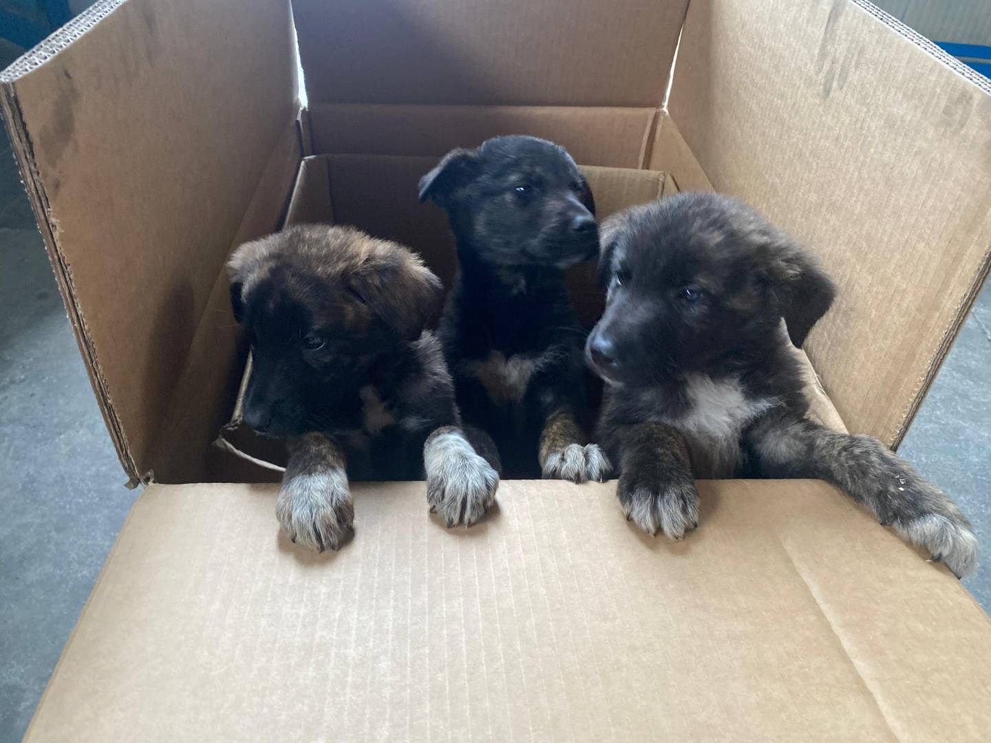 Vuoi adottare un cane a Frosinone?