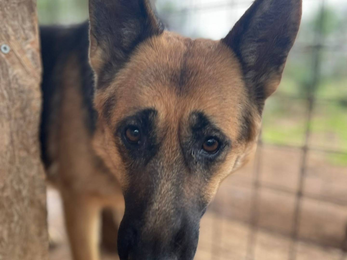 Adotta un cane, femmina, 1 anno e 10 mesi, Frosinone