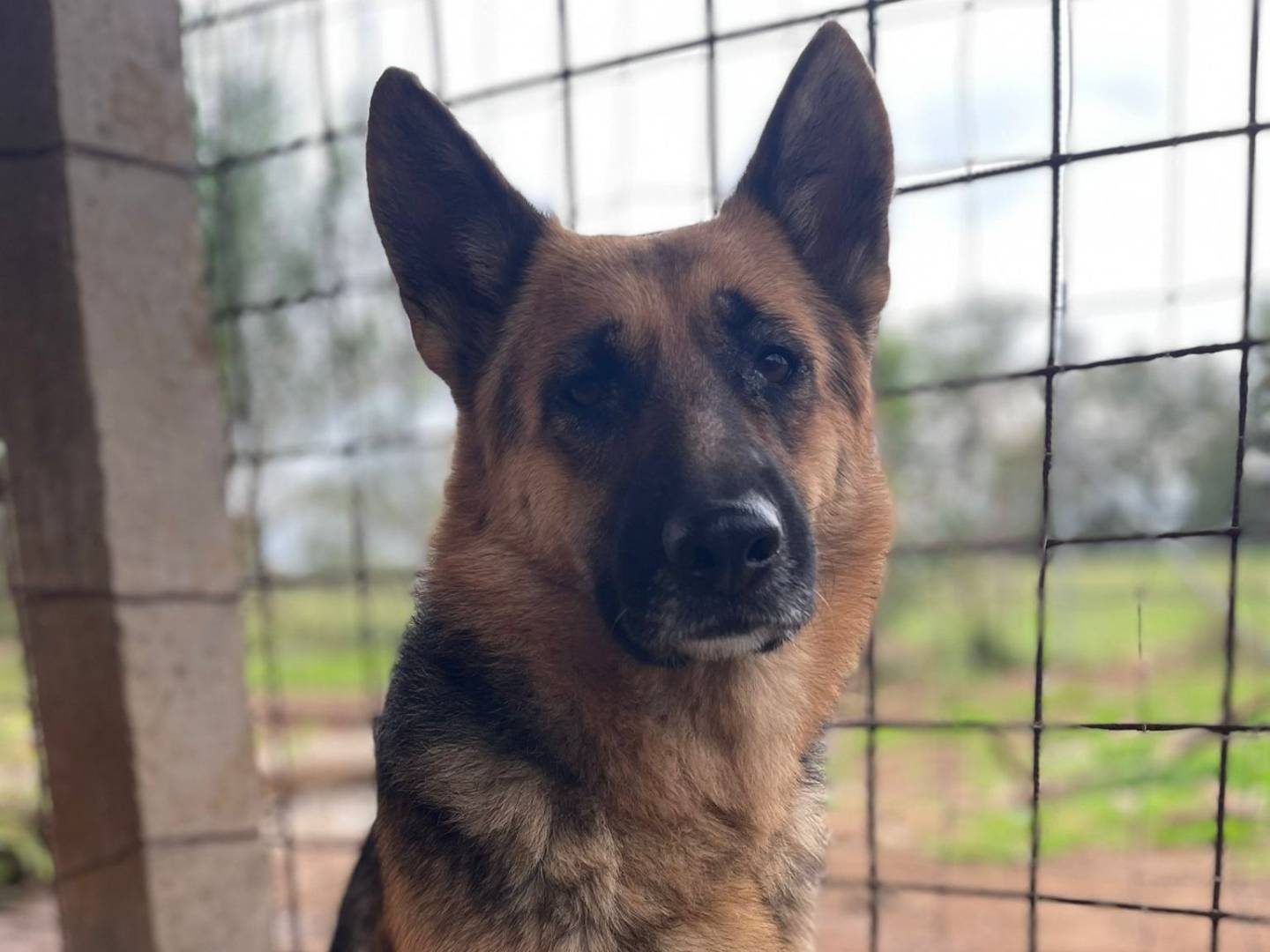 Vuoi adottare un cane a Frosinone?