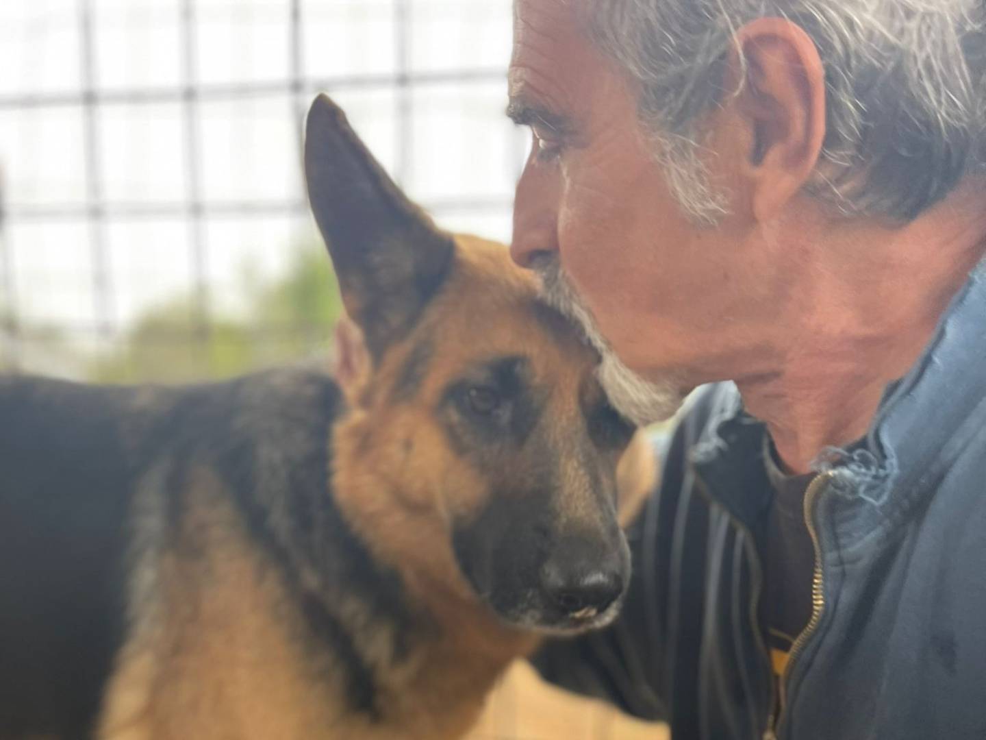 Adotta il cane India  a Frosinone