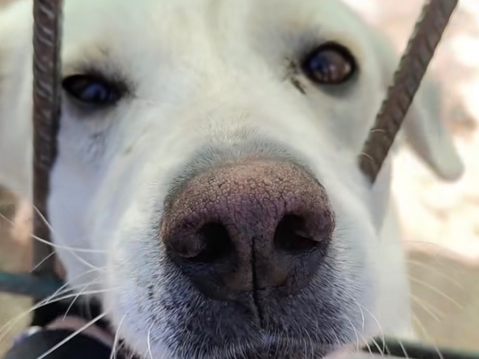 Adozione cane, femmina, Razza sconosciuta Razza sconosciuta, 6 anni e 9 mesi, taglia media contenuta, Vibo