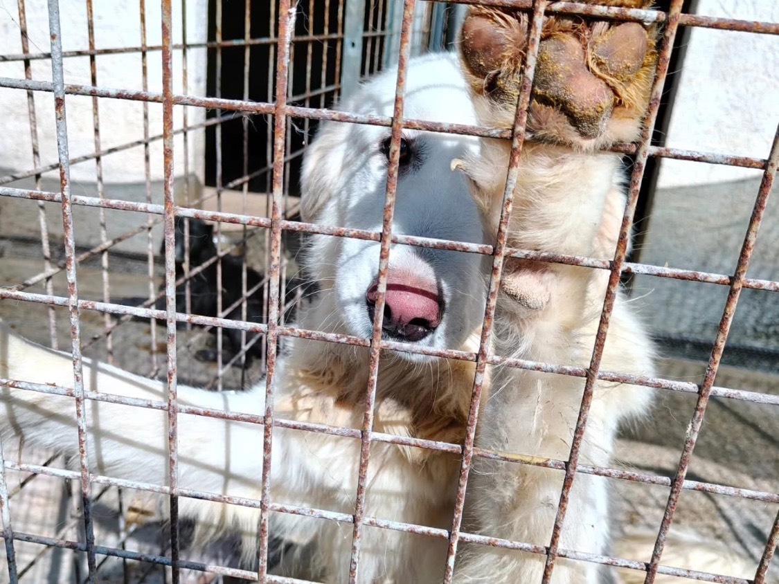 Adozione cane, femmina, Razza sconosciuta Razza sconosciuta, 5 anni e 9 mesi, taglia media, Vibo