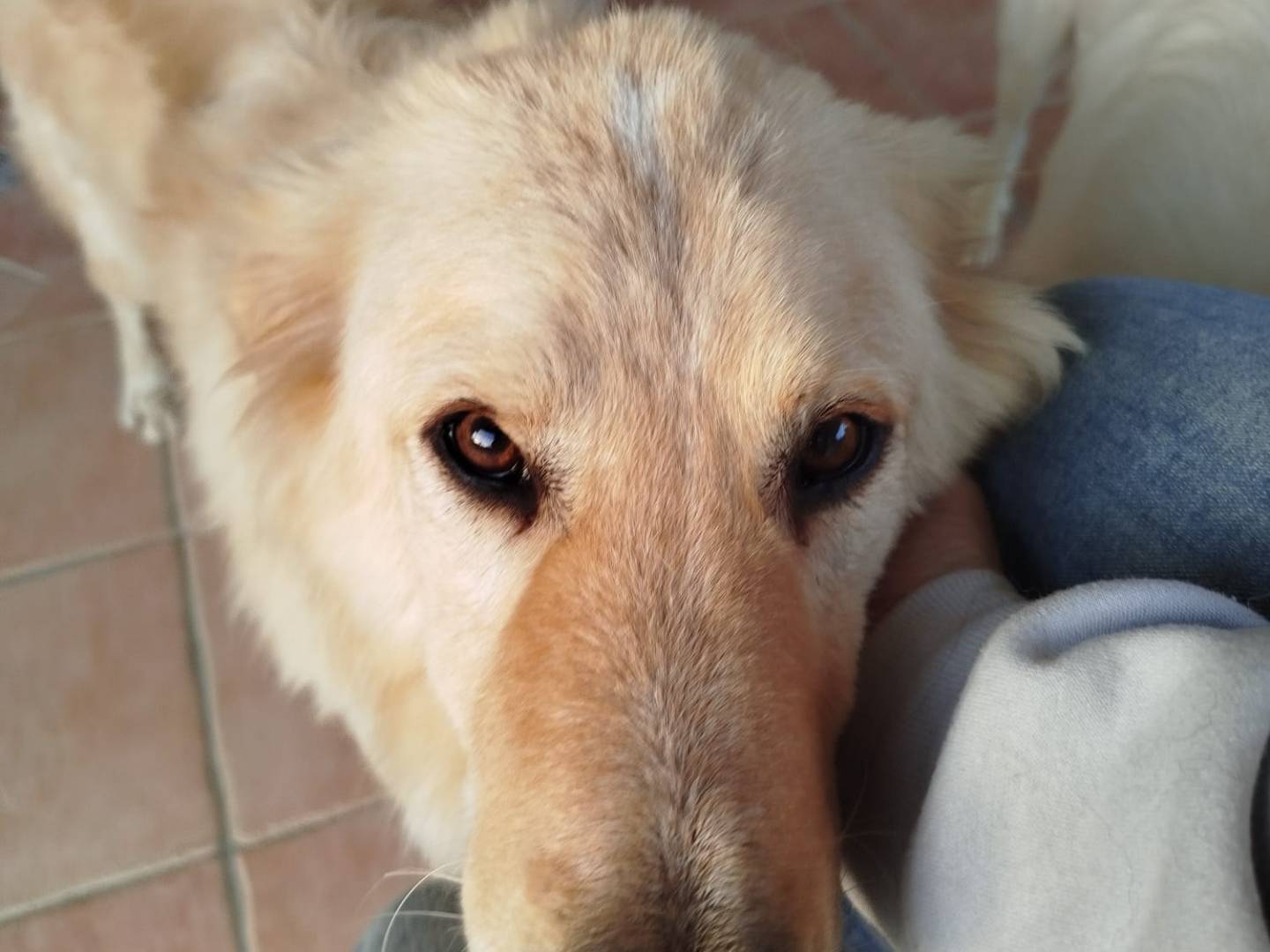 Adozione cane, maschio, Razza sconosciuta Razza sconosciuta, 3 anni e 10 mesi, taglia grande, Latina