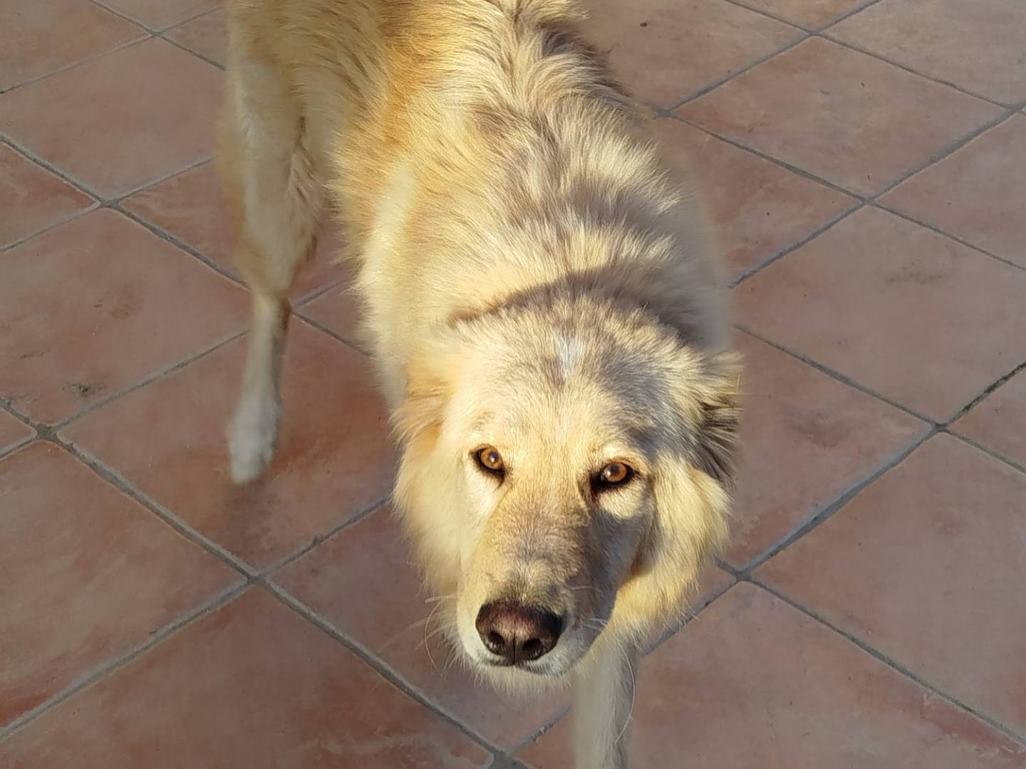 Adotta il cane Master a Latina