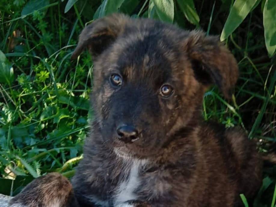 Adozione cane, femmina, Razza sconosciuta Razza sconosciuta, 2 mesi, taglia media, Frosinone
