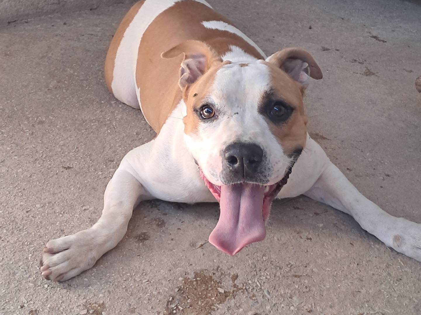 Adozione cane, maschio, Razza sconosciuta Razza sconosciuta, 3 anni, taglia media, Caserta